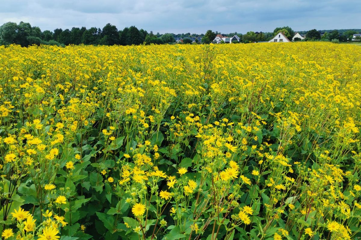 Neue Wege in der Landwirtschaft – Ein Silphiefeld in Eielstädt